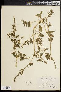 Atriplex prostrata image