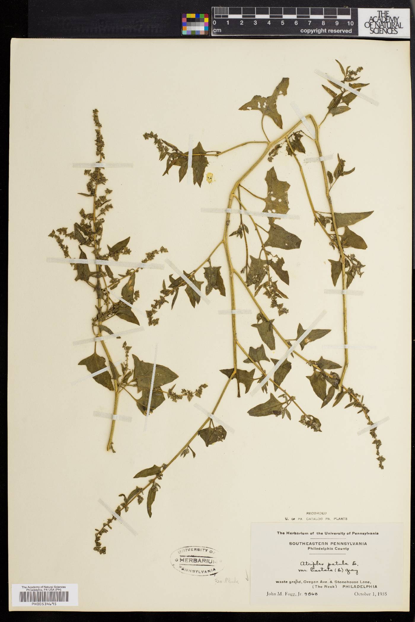 Atriplex prostrata image
