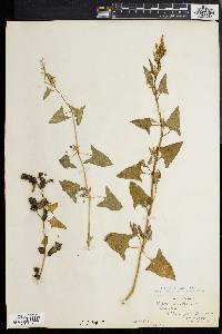 Atriplex prostrata image