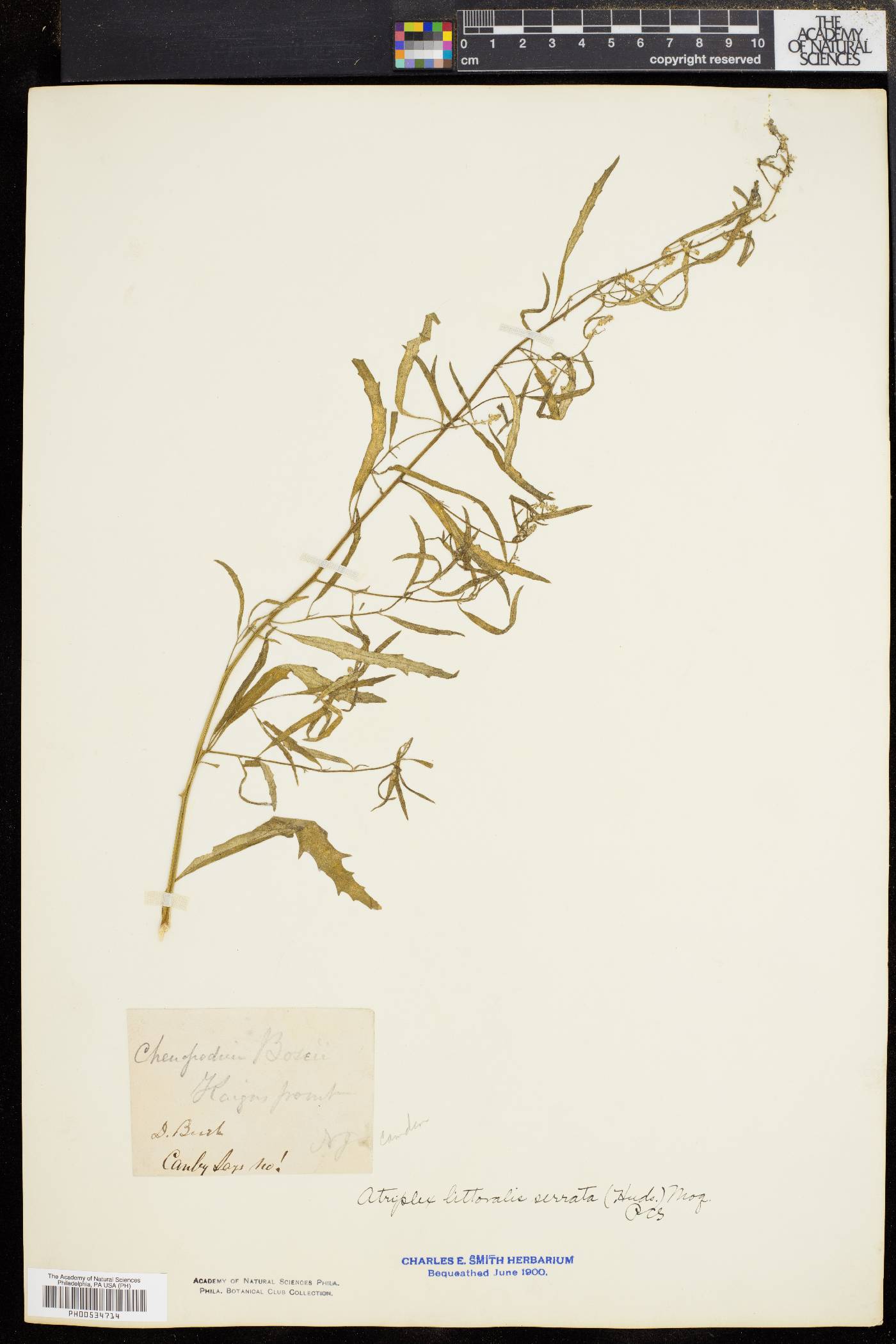 Atriplex littoralis image