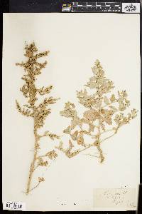 Atriplex rosea image