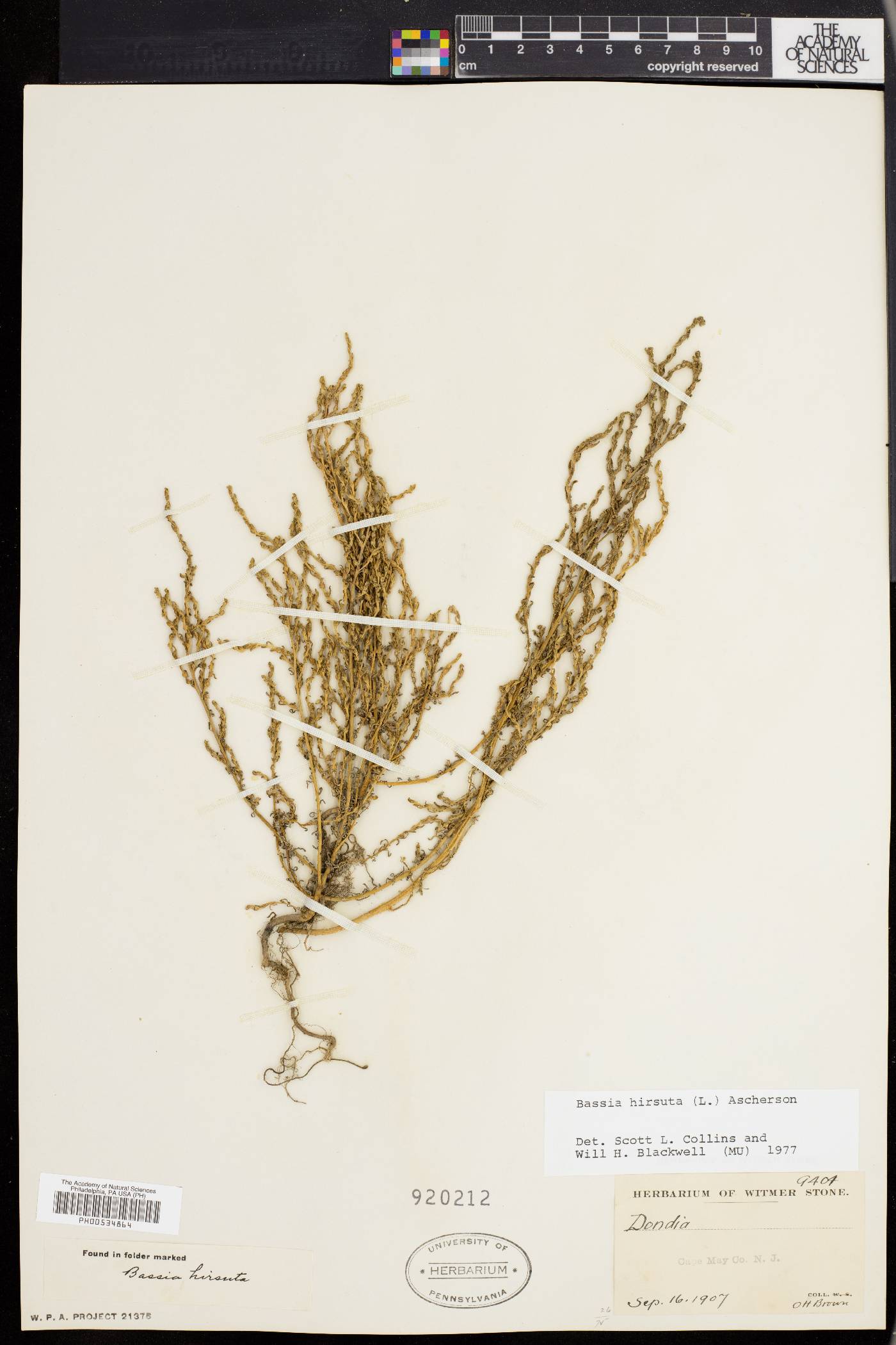 Bassia hirsuta image