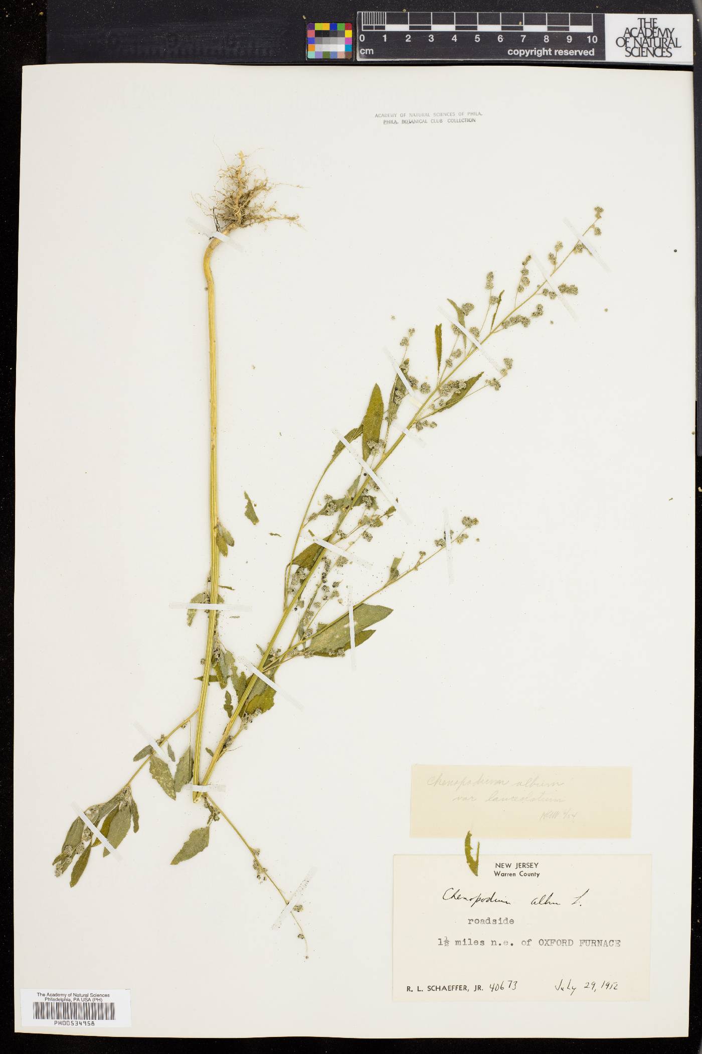 Chenopodium album var. album image