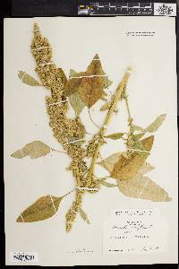 Amaranthus retroflexus image