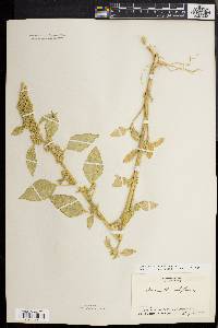 Amaranthus retroflexus image