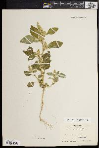 Amaranthus retroflexus image