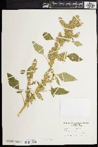 Amaranthus retroflexus image