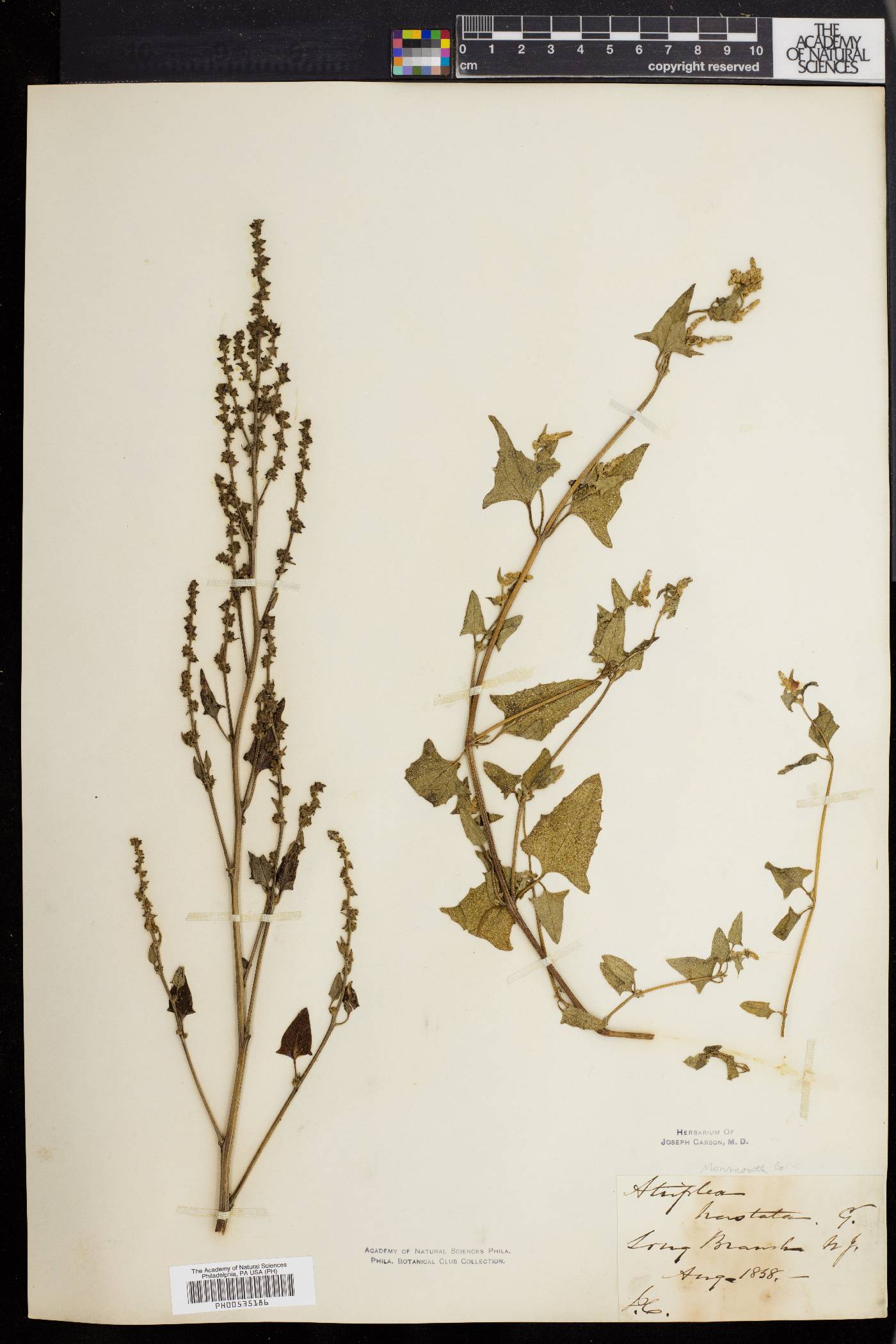 Atriplex prostrata image