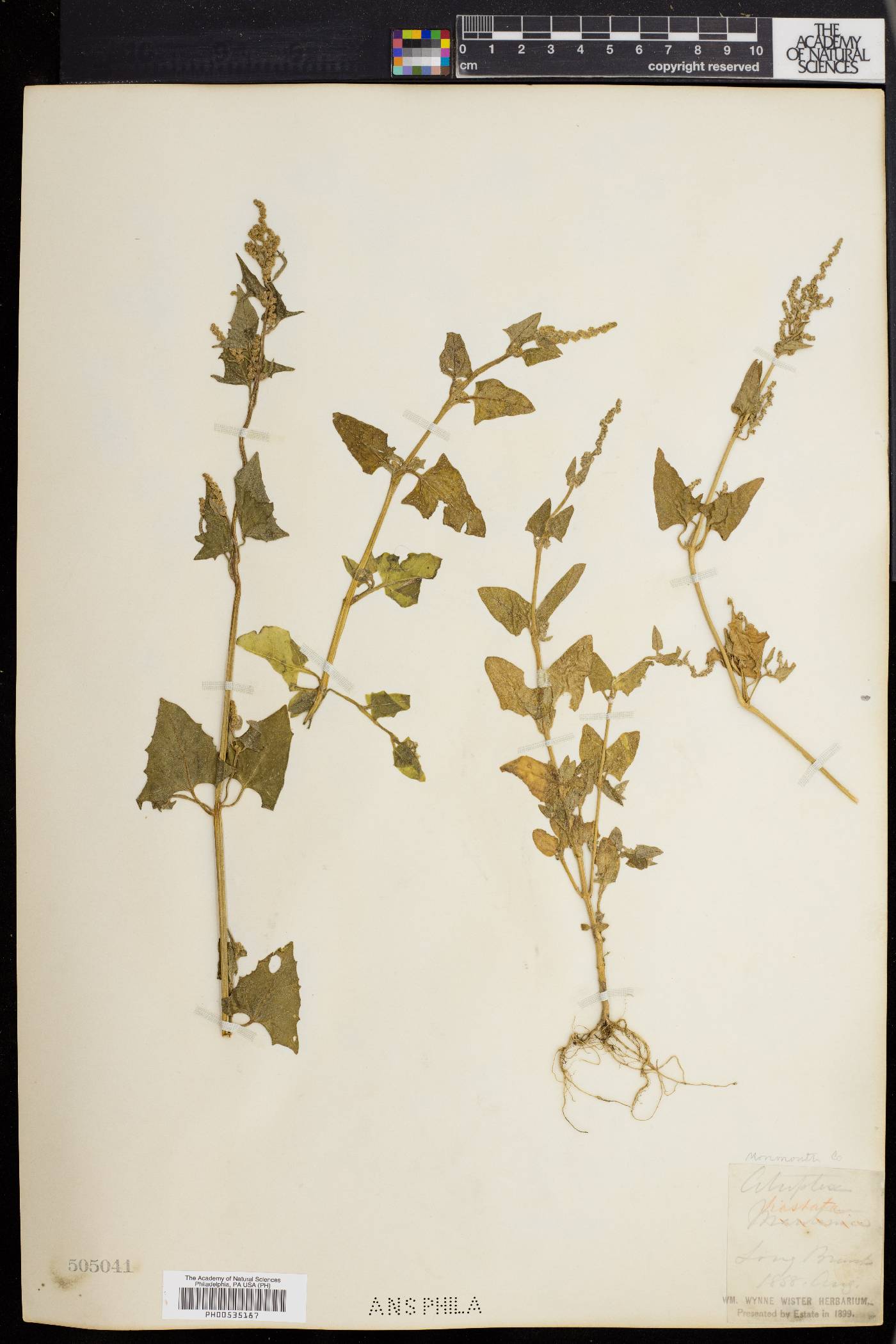 Atriplex prostrata image