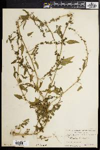 Atriplex prostrata image