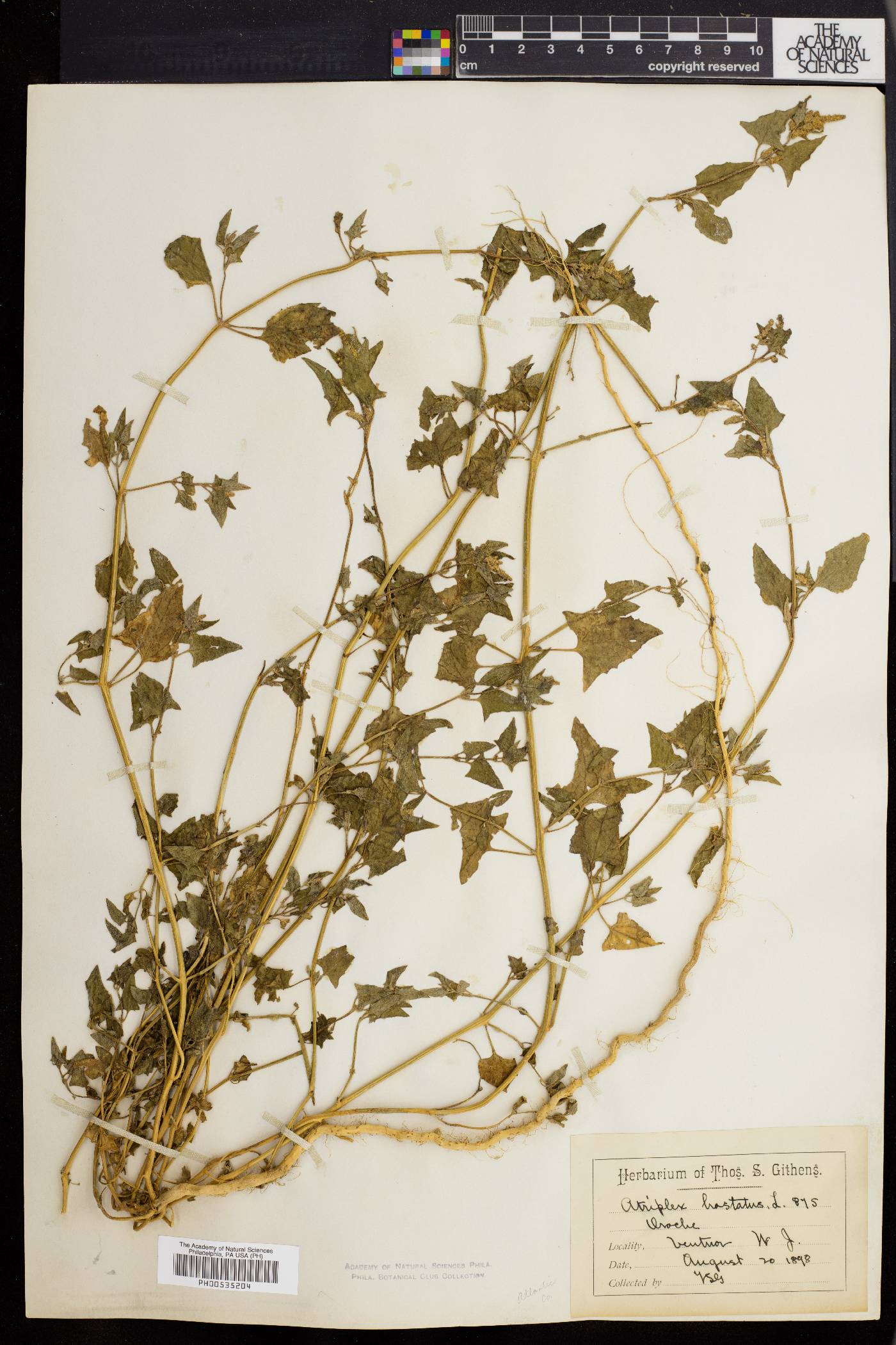 Atriplex prostrata image