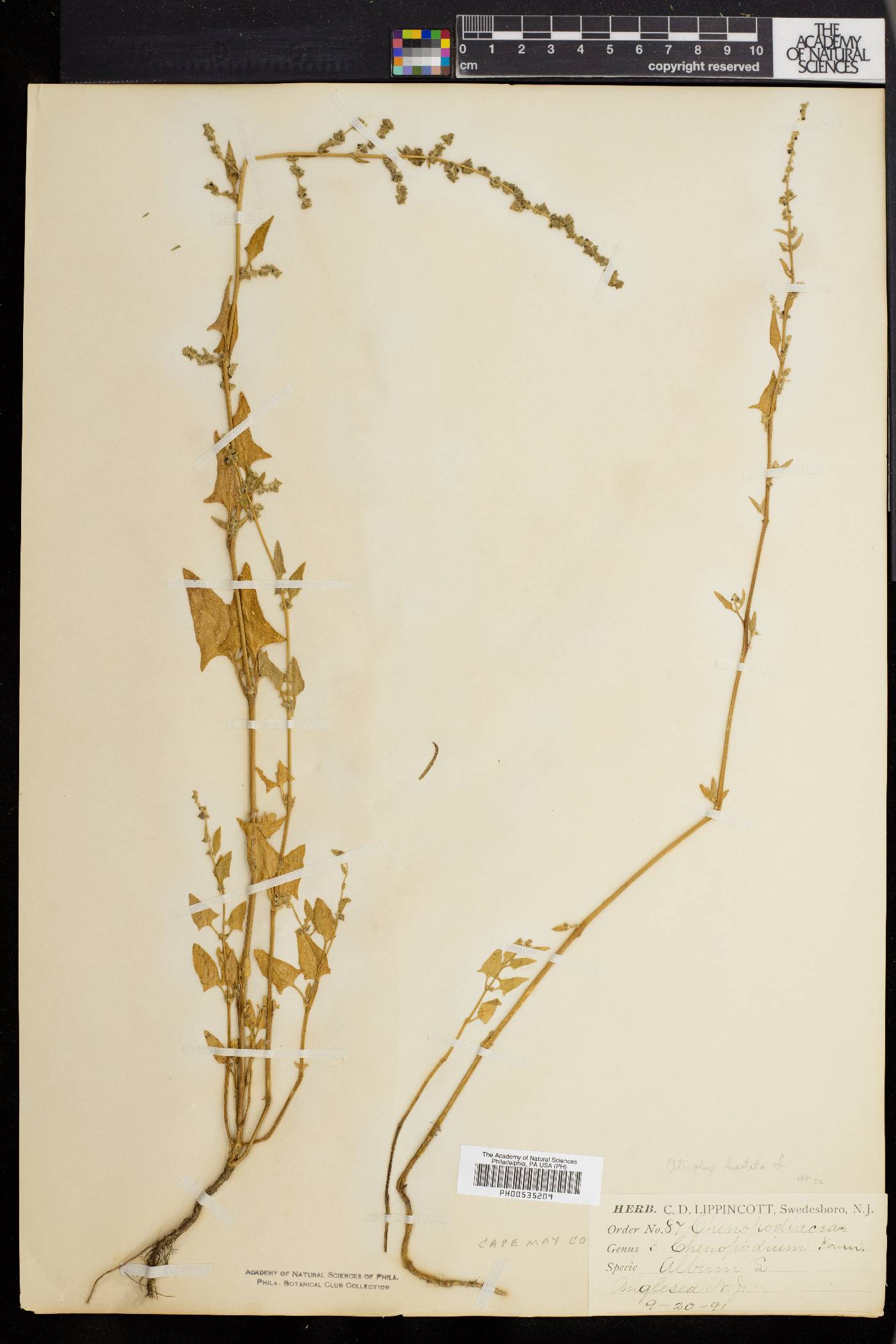 Atriplex prostrata image