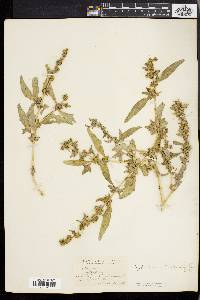 Atriplex tartarica image