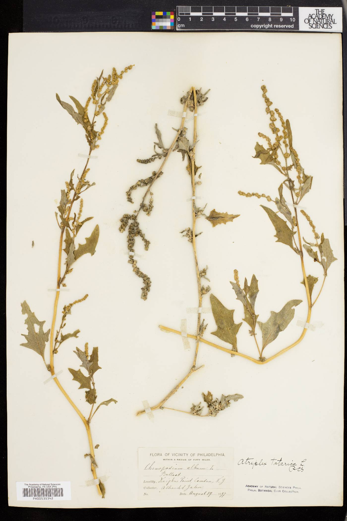 Atriplex tartarica image