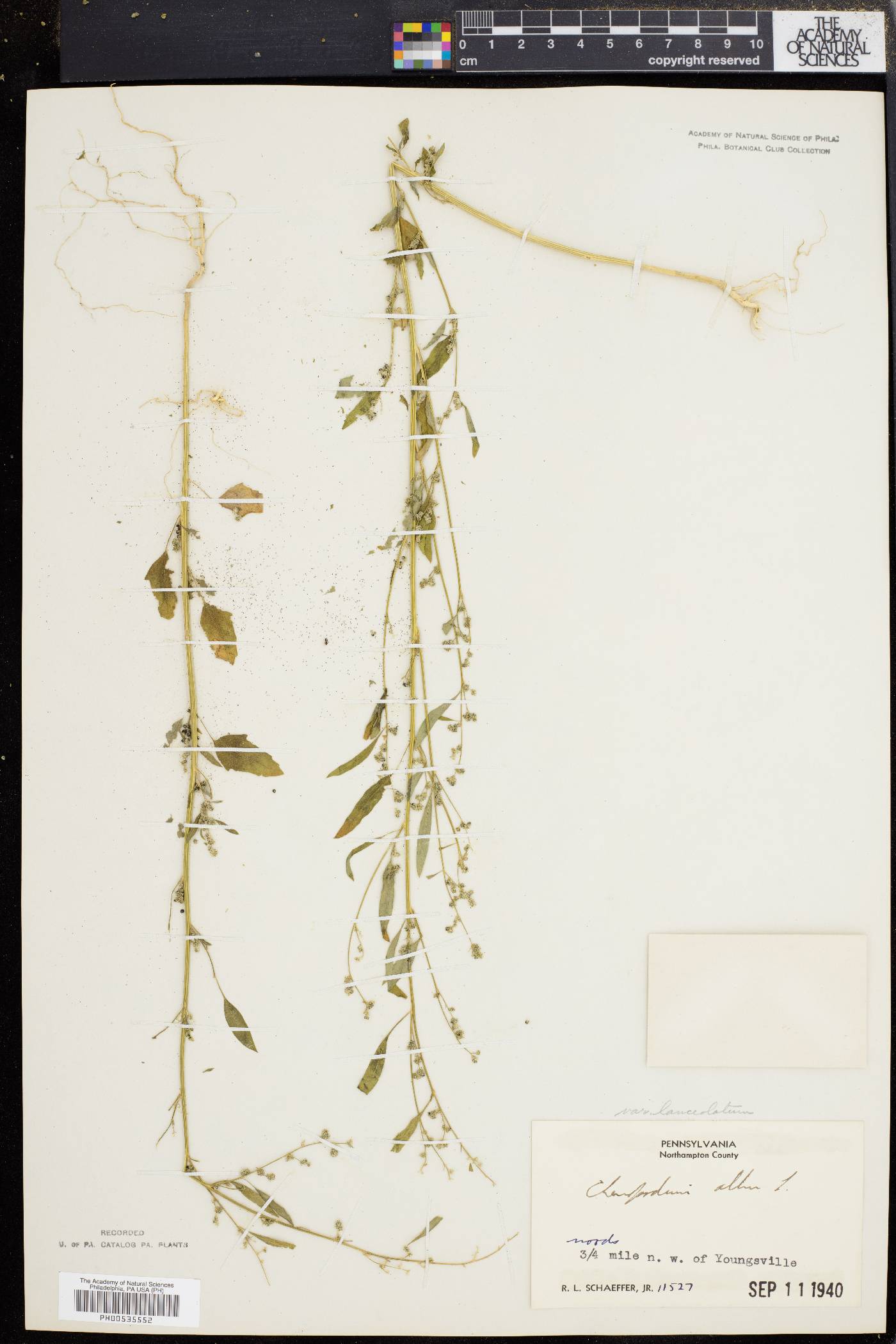 Chenopodium album var. album image