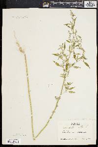 Chenopodium album var. album image