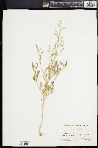 Chenopodium album var. album image