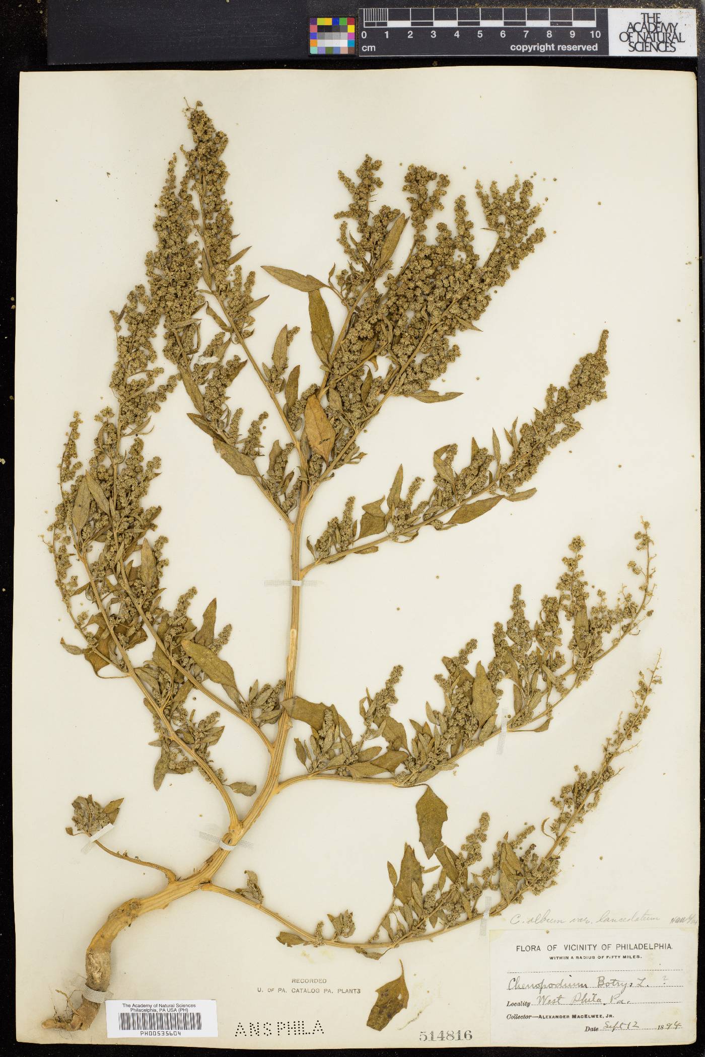 Chenopodium album var. album image