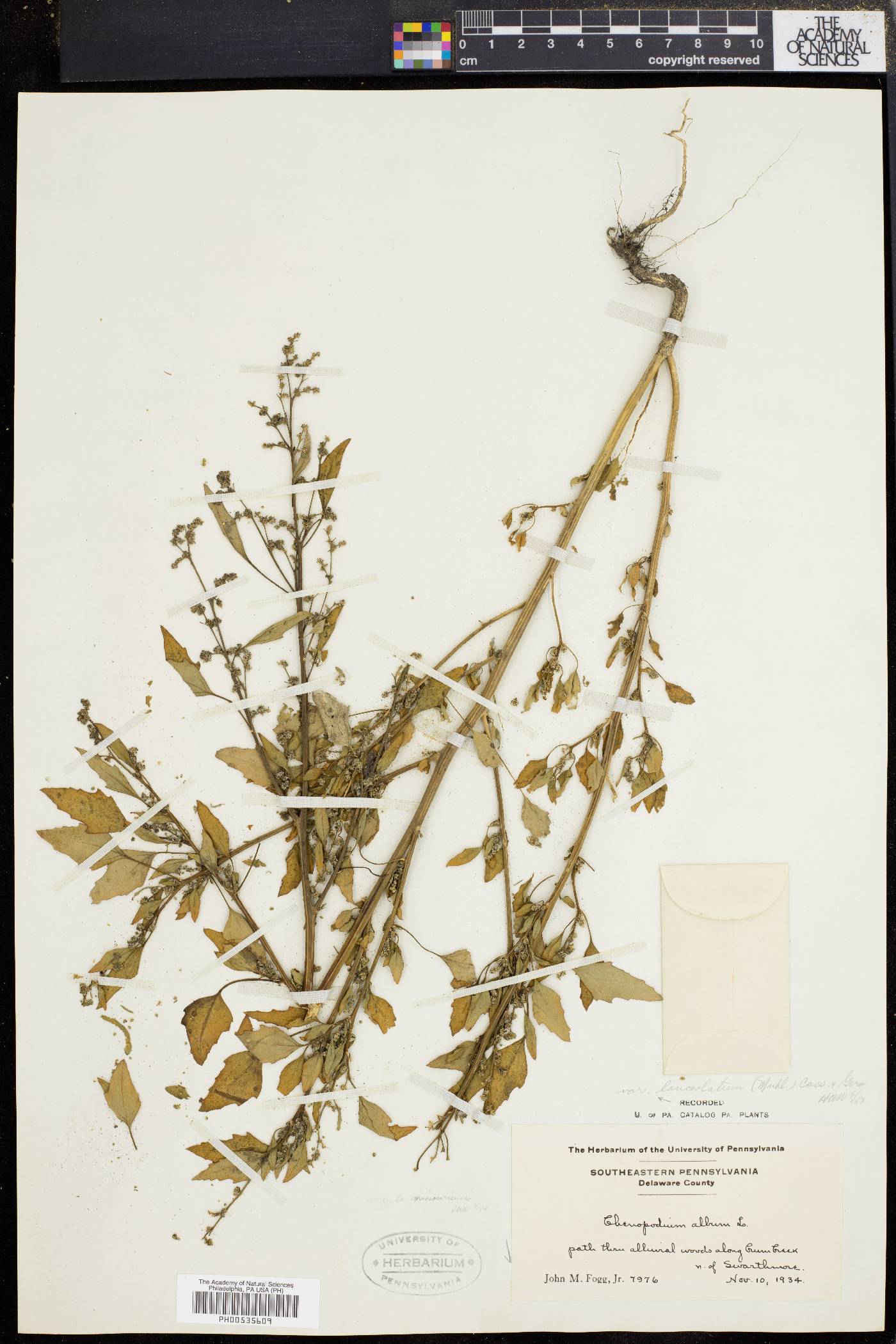 Chenopodium album var. album image