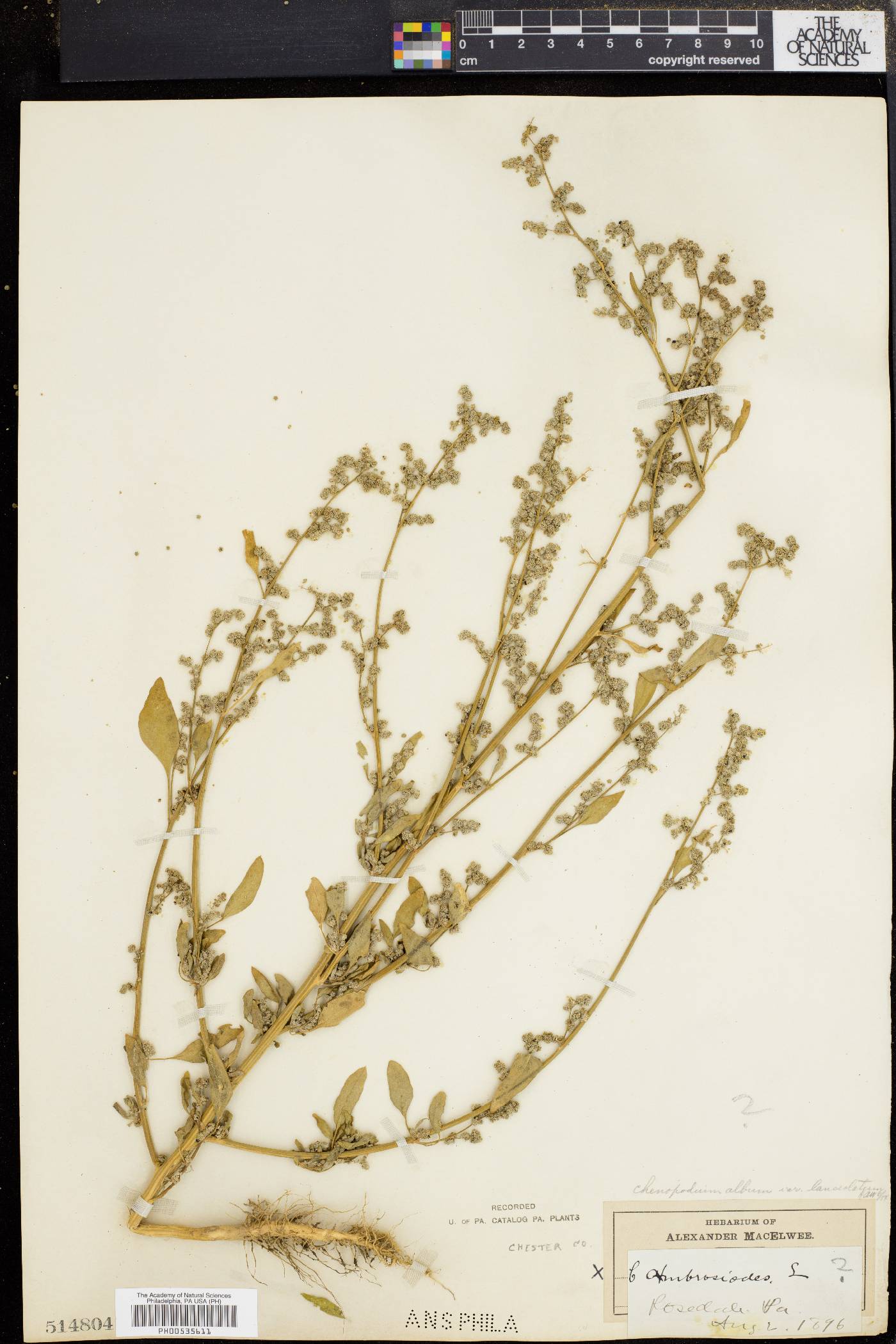 Chenopodium album var. album image