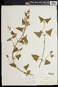 Atriplex prostrata image