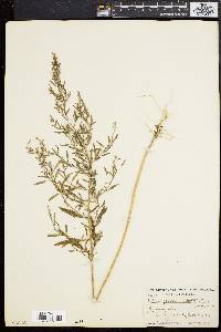 Chenopodium leptophyllum image