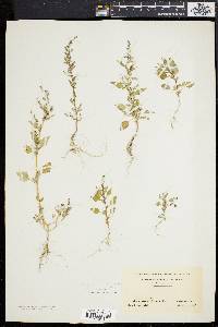 Chenopodium album var. missouriense image