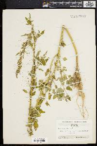 Chenopodium album var. missouriense image