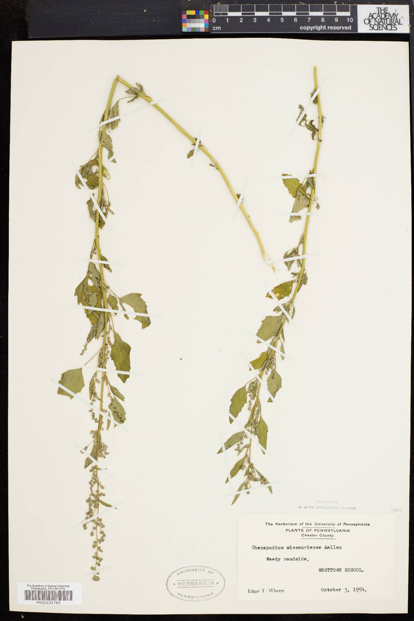 Chenopodium album var. missouriense image