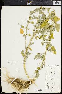 Chenopodium album var. missouriense image