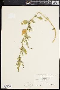 Chenopodium album var. missouriense image