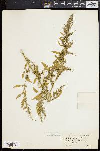 Chenopodium album var. missouriense image