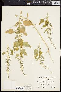 Chenopodium album var. missouriense image