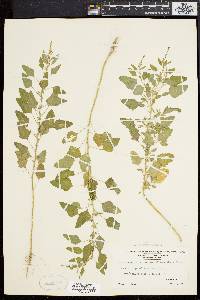 Chenopodium album var. missouriense image