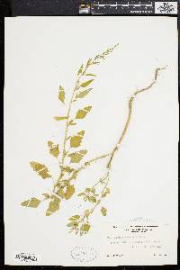 Chenopodium album var. missouriense image