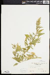 Chenopodium album var. missouriense image