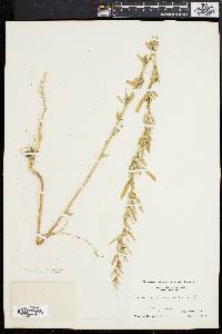 Chenopodium album var. missouriense image