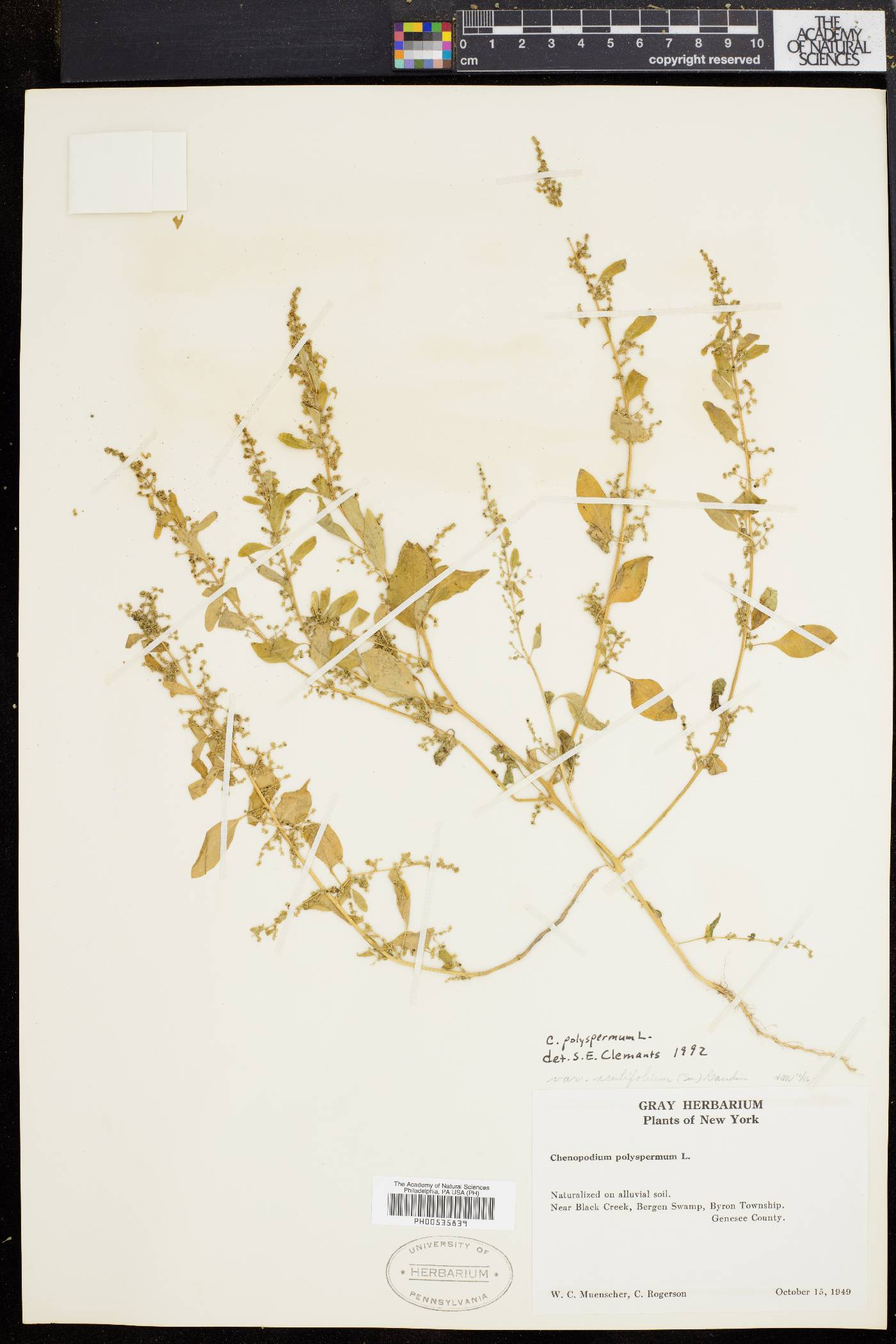 Chenopodium polyspermum image