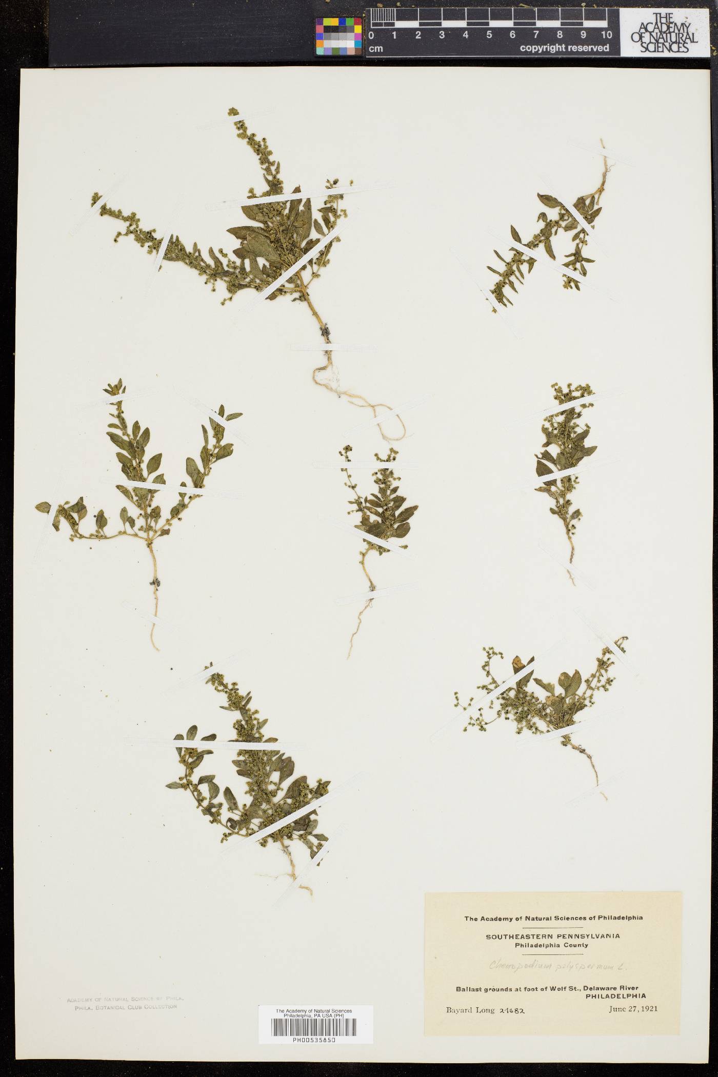 Chenopodium polyspermum image