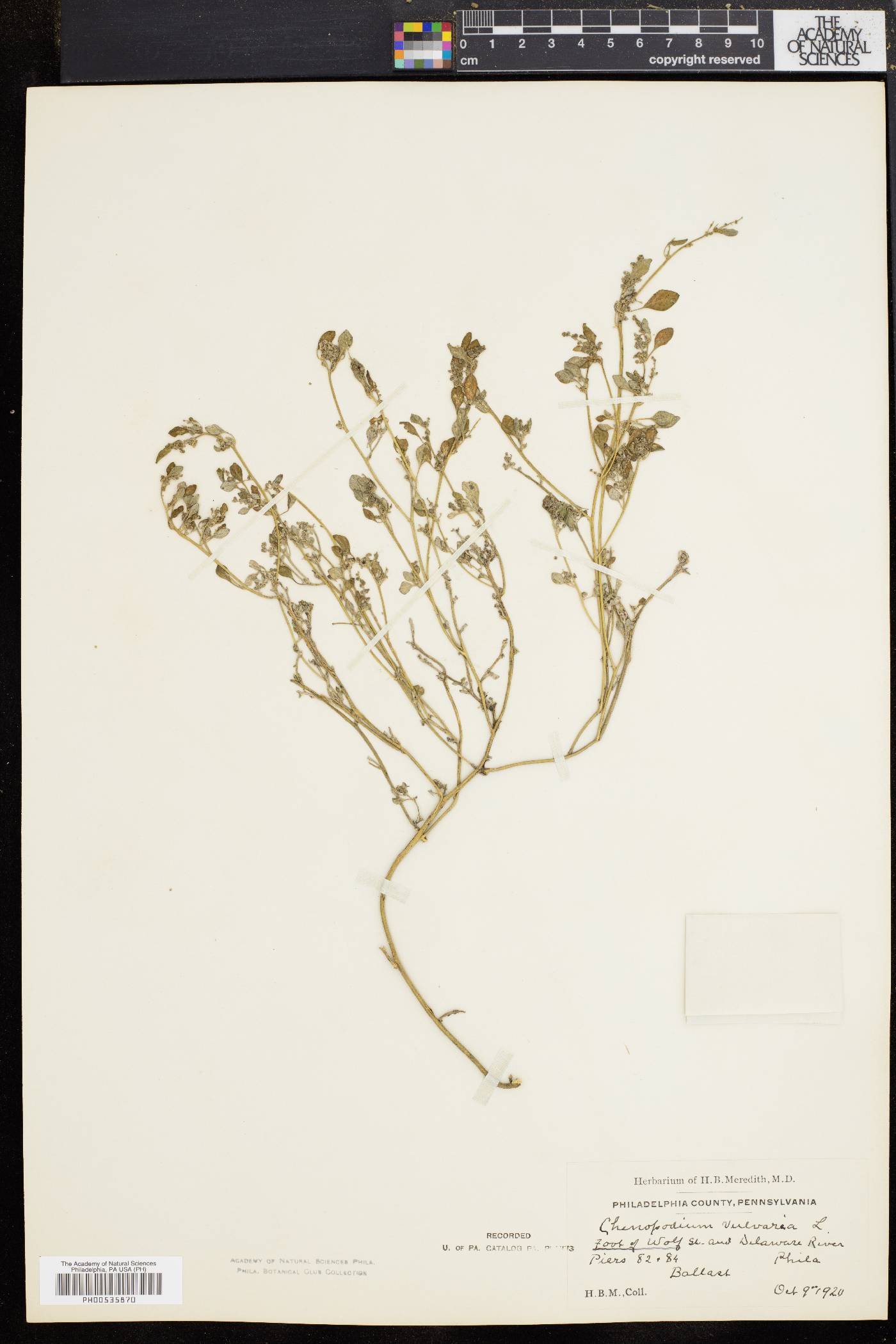 Chenopodium vulvaria image