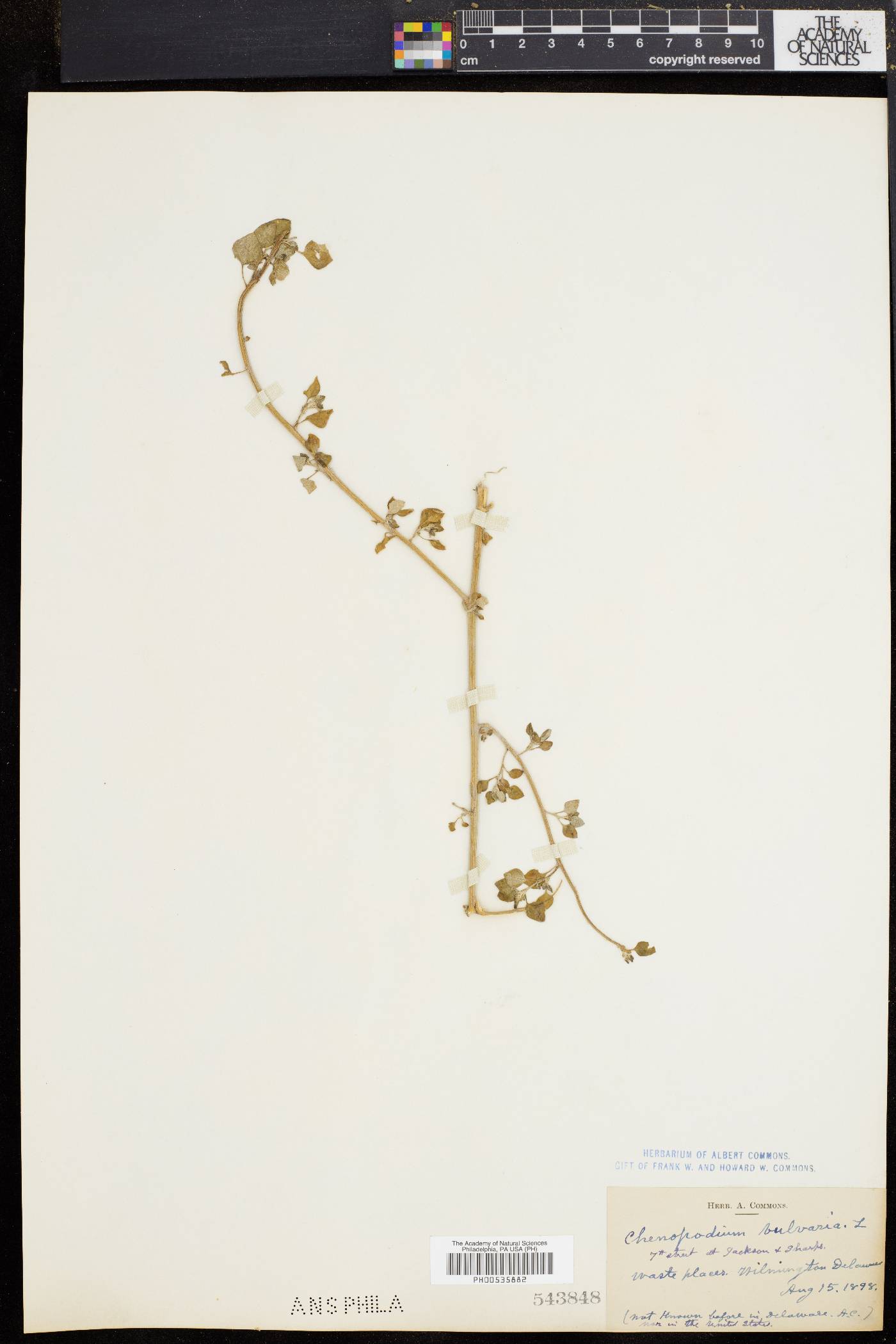 Chenopodium vulvaria image