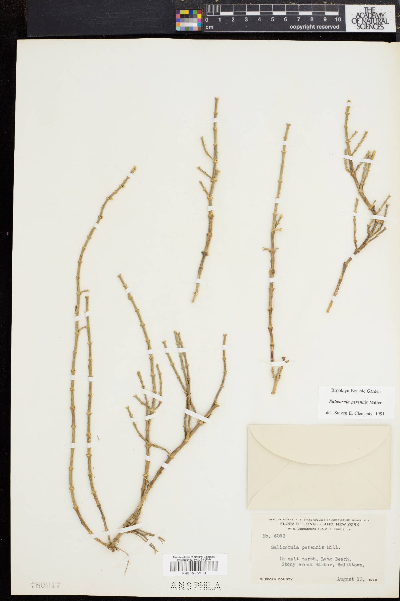 Salicornia ambigua image