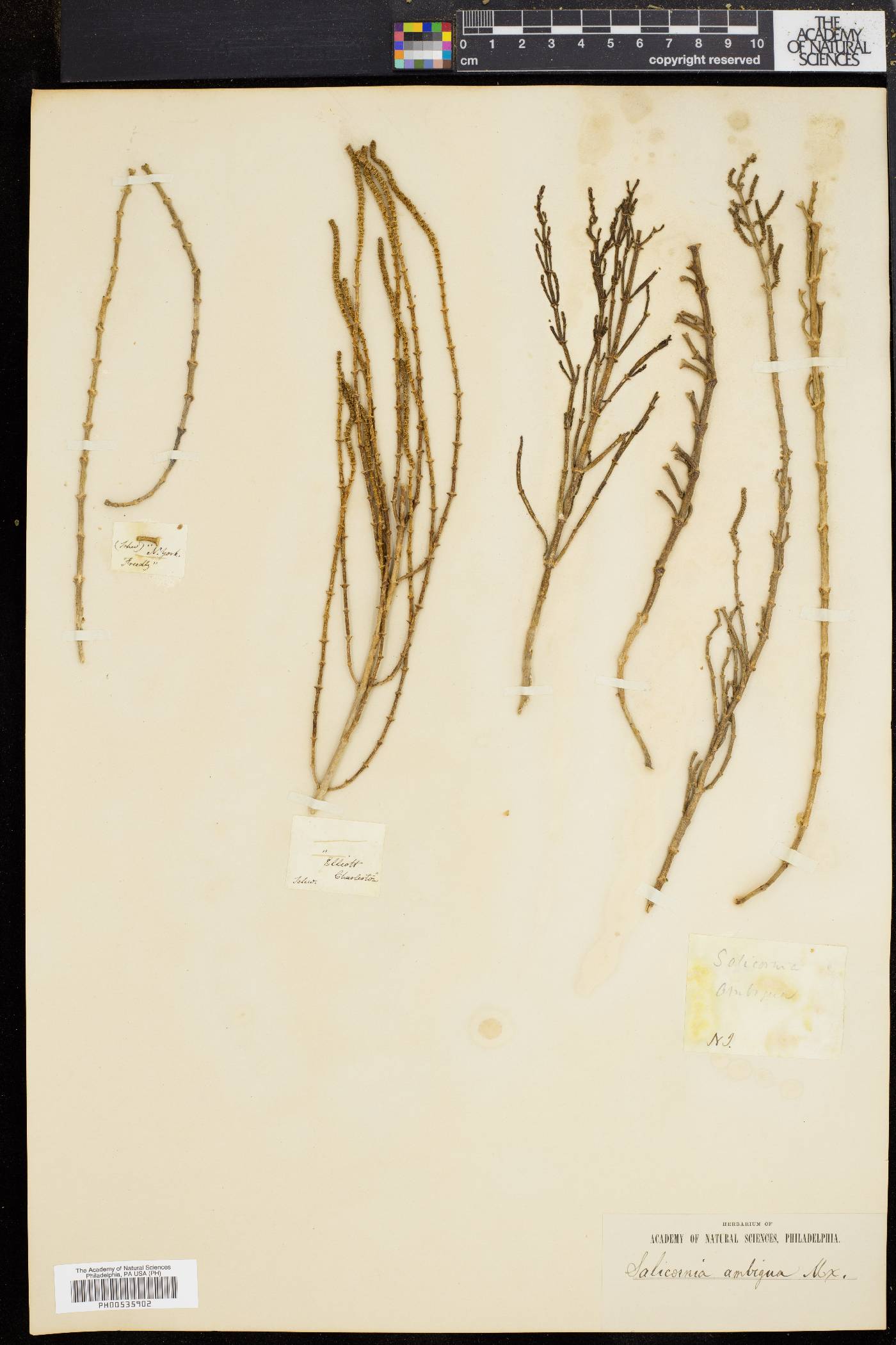 Salicornia ambigua image