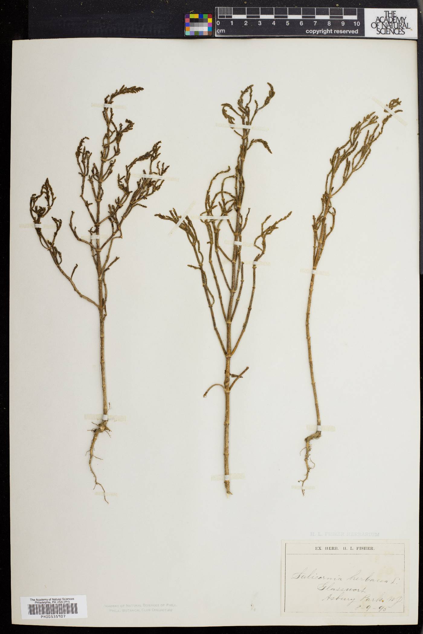 Salicornia europaea image