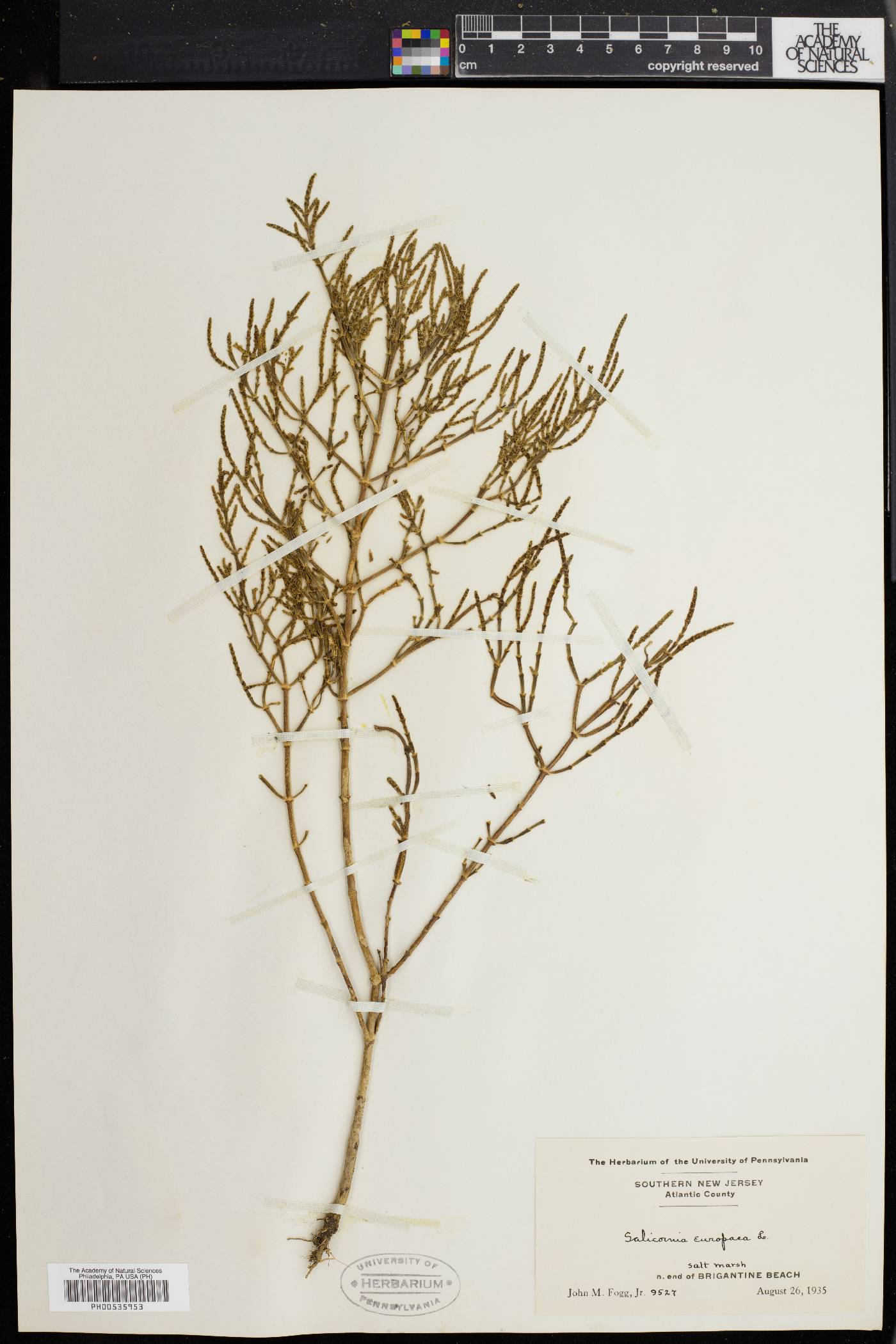 Salicornia europaea image