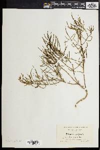 Salicornia europaea image