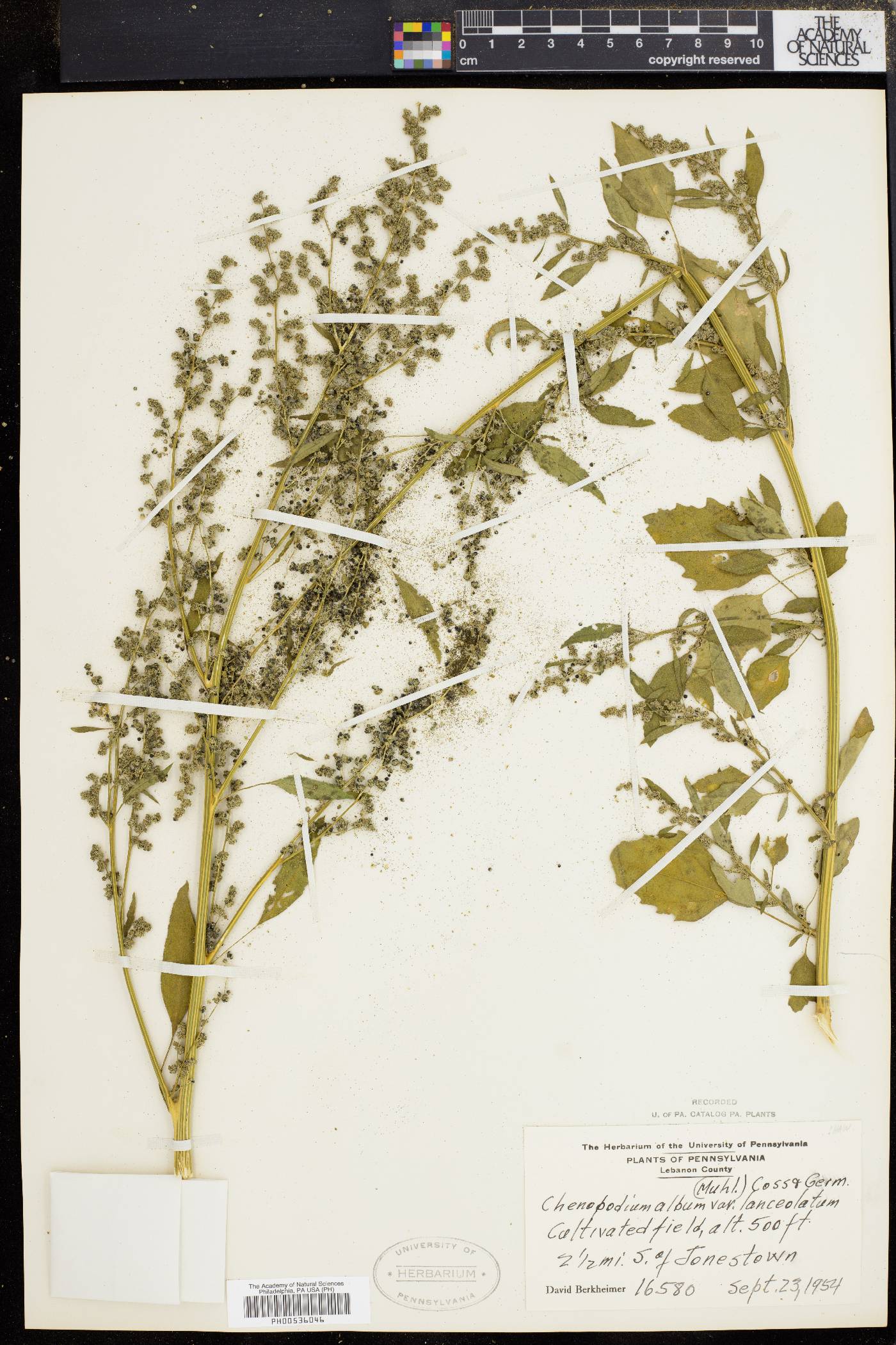 Chenopodium album var. album image
