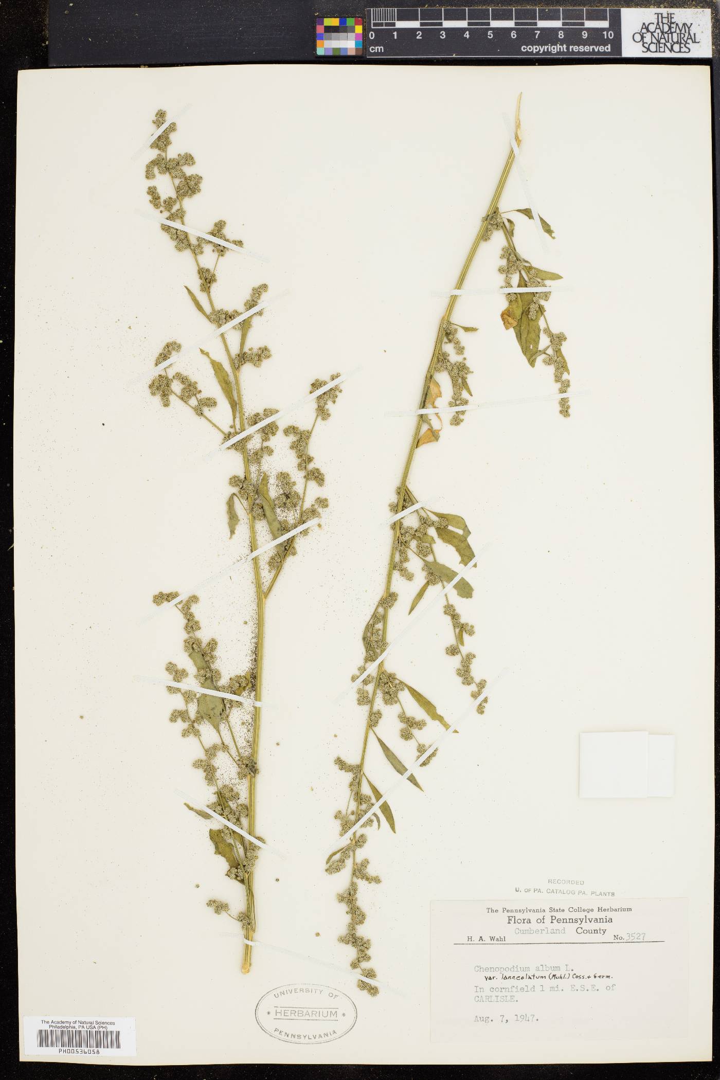 Chenopodium album var. album image