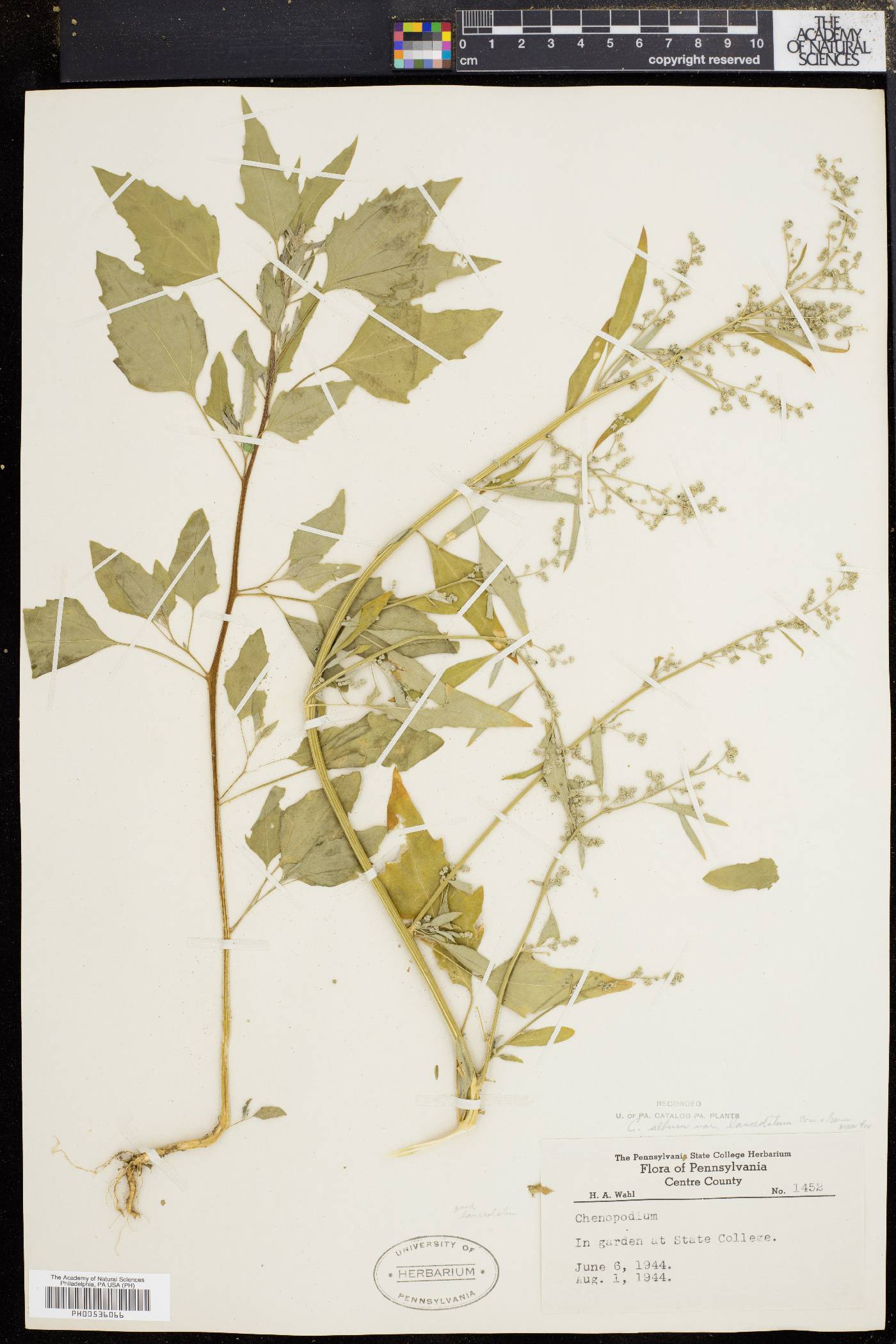 Chenopodium album var. album image