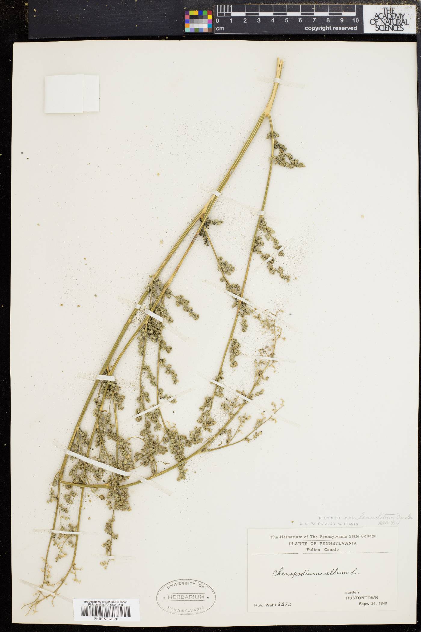 Chenopodium album var. album image